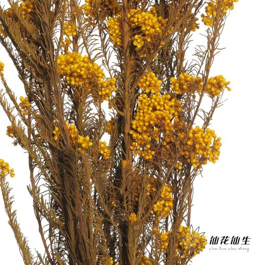 永生花材 | 小米花黄色 商品图3