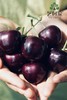 【2024新二批】艺树家🍒30年专注一颗🍒【艺术家樱桃】颗颗都是品质严选，保存自然鲜美本味 商品缩略图3