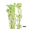 永生花材 | 小米花漂绿色 商品缩略图3