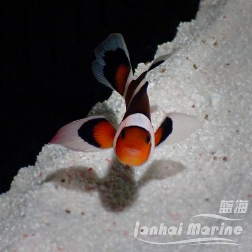 人工礼服公子小丑 商品图2