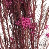 永生花材 | 小米花玫红色 商品缩略图0