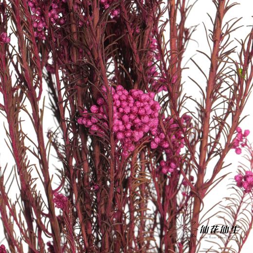 永生花材 | 小米花玫红色 商品图0