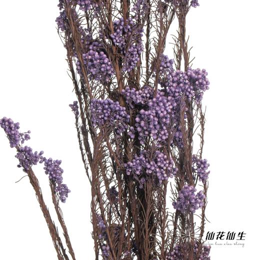 永生花材 | 小米花紫色 商品图3
