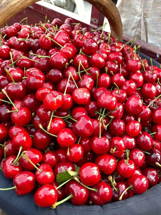 产量极少的布鲁克斯樱桃，硬度高，脆甜，500克/盒 商品图2