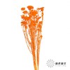 永生花材 | 小米花漂橙色 商品缩略图1