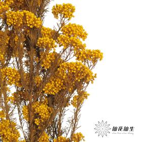 永生花材 | 小米花黄色