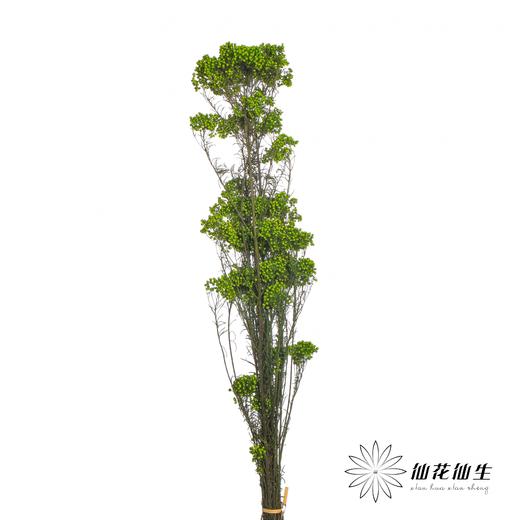 永生花材 | 小米花绿色 商品图3