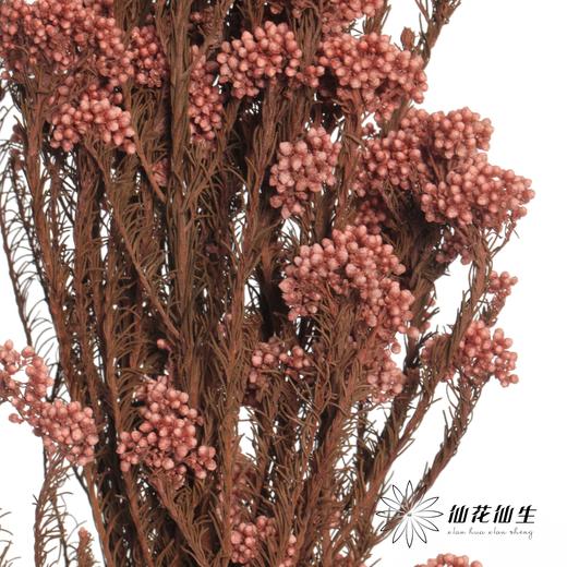 永生花材 | 小米花浅粉色 商品图1