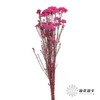 永生花材 | 小米花玫红色 商品缩略图2