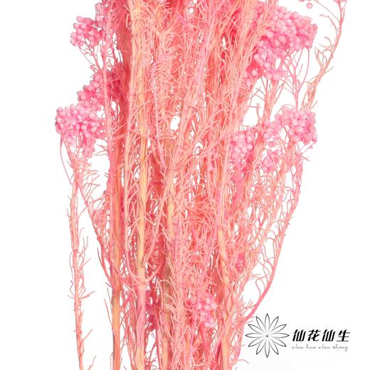永生花材 | 小米花漂亮粉 商品图2