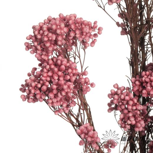 永生花材 | 小米花粉色 商品图2
