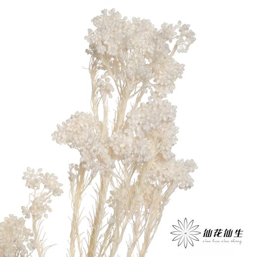 永生花材 | 小米花漂白色 商品图0