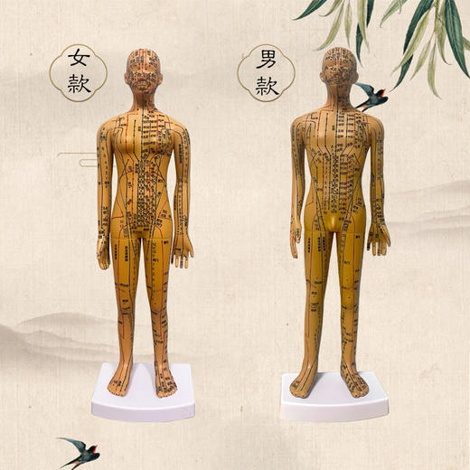 铜色针灸穴位人体模型 男女版（硬款，高约35cm） 商品图2