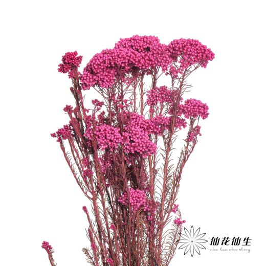 永生花材 | 小米花玫红色 商品图1