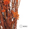永生花材 | 小米花橙色 商品缩略图3
