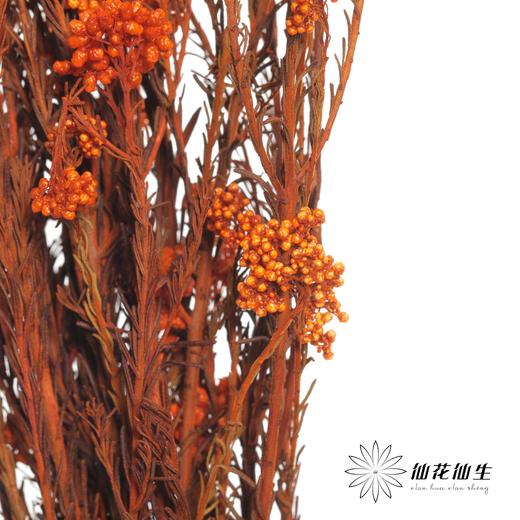 永生花材 | 小米花橙色 商品图3
