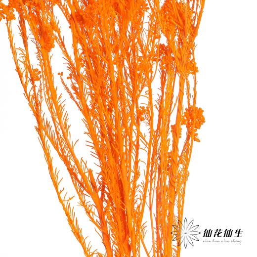 永生花材 | 小米花漂橙色 商品图2
