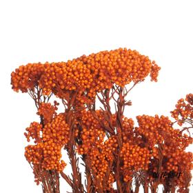 永生花材 | 小米花橙色
