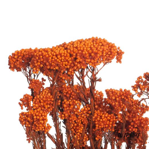 永生花材 | 小米花橙色 商品图0
