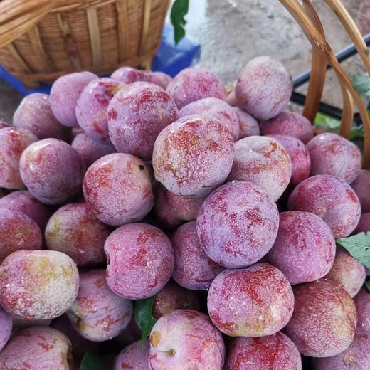 【广东信宜】现摘即发三华李新鲜正宗红心李酸甜脆 商品图4