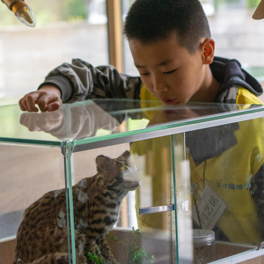 新年开营1.2-1.3【2天1夜唐家河自然科普独立游学】野生动物天堂，深入森林探寻濒危珍稀野生动物！跟踪兽道，测量采集动物踪迹，野外红外相机实践，对话高山向导！ 商品图4