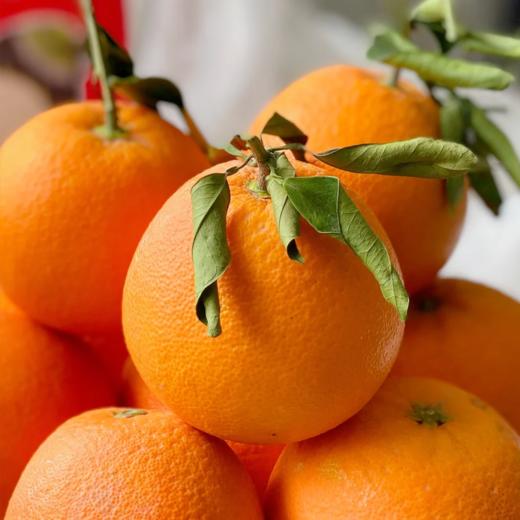 【春之语】湖北伦晚橙 商品图3