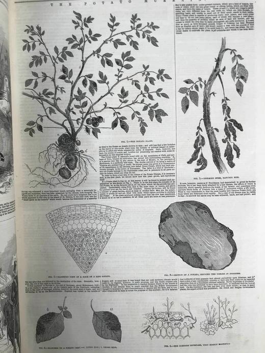 41.5*29.5cm！1846年7~12月 伦敦新闻画报 数百幅版画插图 漆布精装8开 商品图7