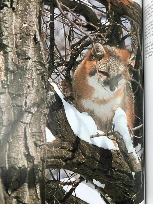奥杜邦学会野生动物之书 150余幅彩色插图 精装大16开 商品图13
