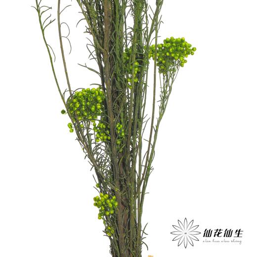 永生花材 | 小米花绿色 商品图1