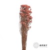 永生花材 | 小米花浅粉色 商品缩略图2