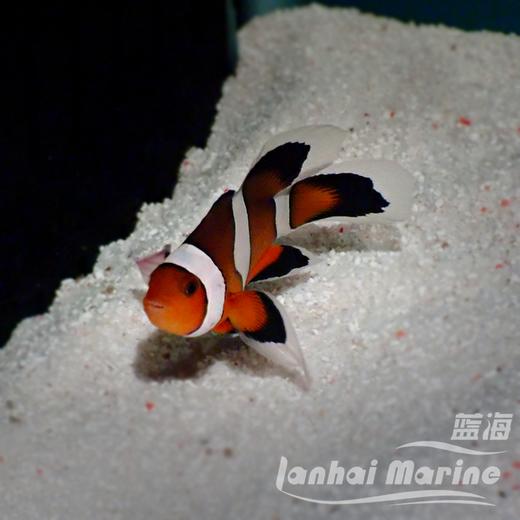 人工礼服公子小丑 商品图3