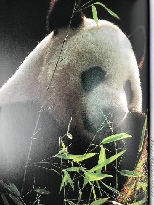 奥杜邦学会野生动物之书 150余幅彩色插图 精装大16开 商品图10