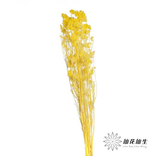 永生花材 | 小米花漂黄色 商品图1