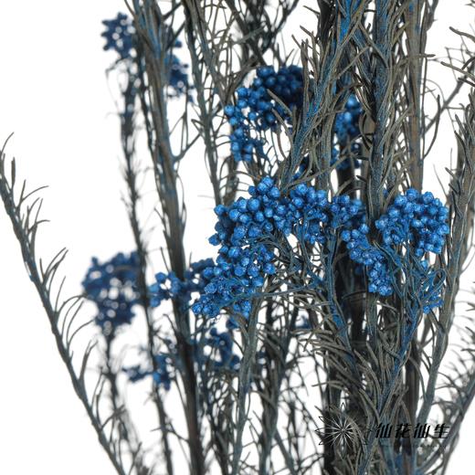 永生花材 | 小米花宝蓝 商品图3