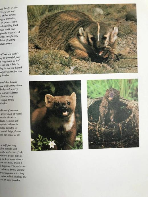 奥杜邦学会野生动物之书 150余幅彩色插图 精装大16开 商品图14