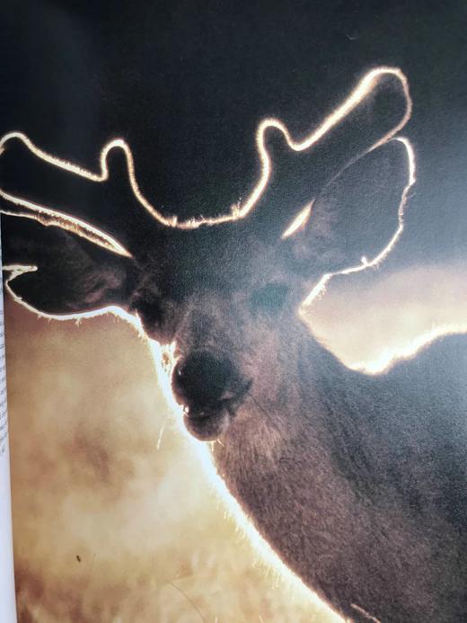 奥杜邦学会野生动物之书 150余幅彩色插图 精装大16开 商品图7