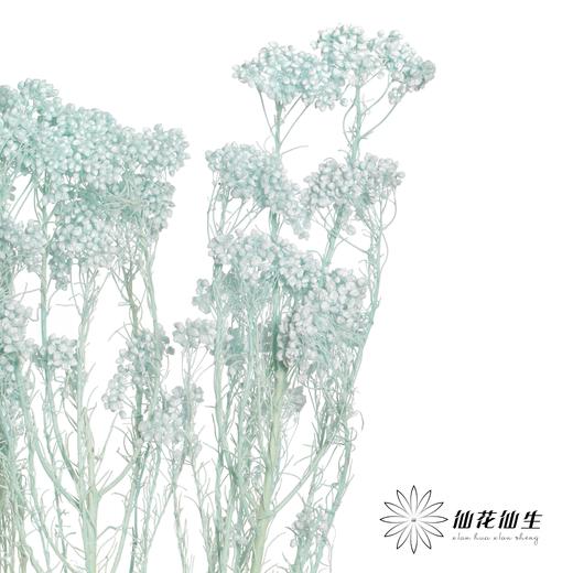 永生花材 | 小米花漂浅蓝 商品图2