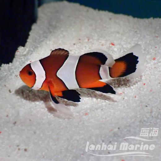 人工礼服公子小丑 商品图1