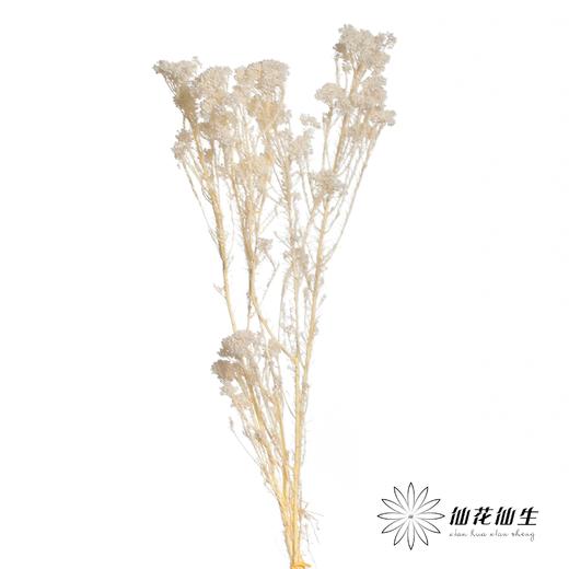 永生花材 | 小米花漂白色 商品图1