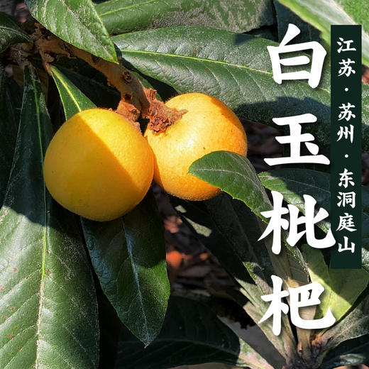 即将落市·东山白玉枇杷 果肉洁白 鲜甜微酸 水润细腻 高配单果25g+ 净重2kg箱装 当日采摘 产地顺丰发货 商品图2