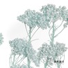 永生花材 | 小米花漂浅蓝 商品缩略图0