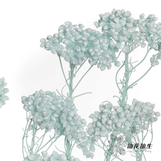 永生花材 | 小米花漂浅蓝 商品图0