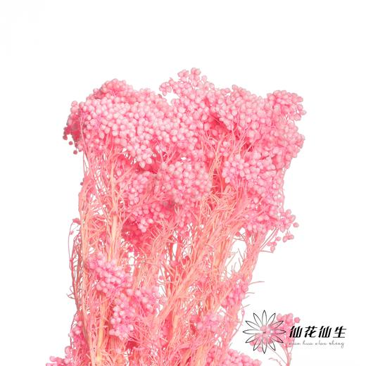 永生花材 | 小米花漂亮粉 商品图0