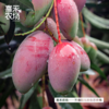喜禾农场海南贵妃芒 | 树上成熟、自然香甜、汁多肉厚、每一口都是满足（食品不支持7天无理由）【HZ】 商品缩略图1