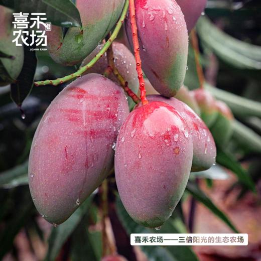 喜禾农场海南贵妃芒 | 树上成熟、自然香甜、汁多肉厚、每一口都是满足（食品不支持7天无理由）【HZ】 商品图1