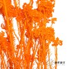 永生花材 | 小米花漂橙色 商品缩略图3