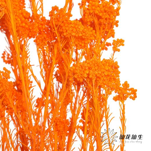 永生花材 | 小米花漂橙色 商品图3