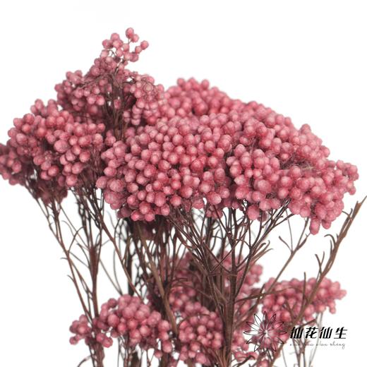永生花材 | 小米花粉色 商品图0