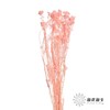 永生花材 | 小米花漂浅粉 商品缩略图1