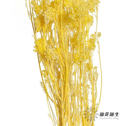 永生花材 | 小米花漂黄色 商品图2
